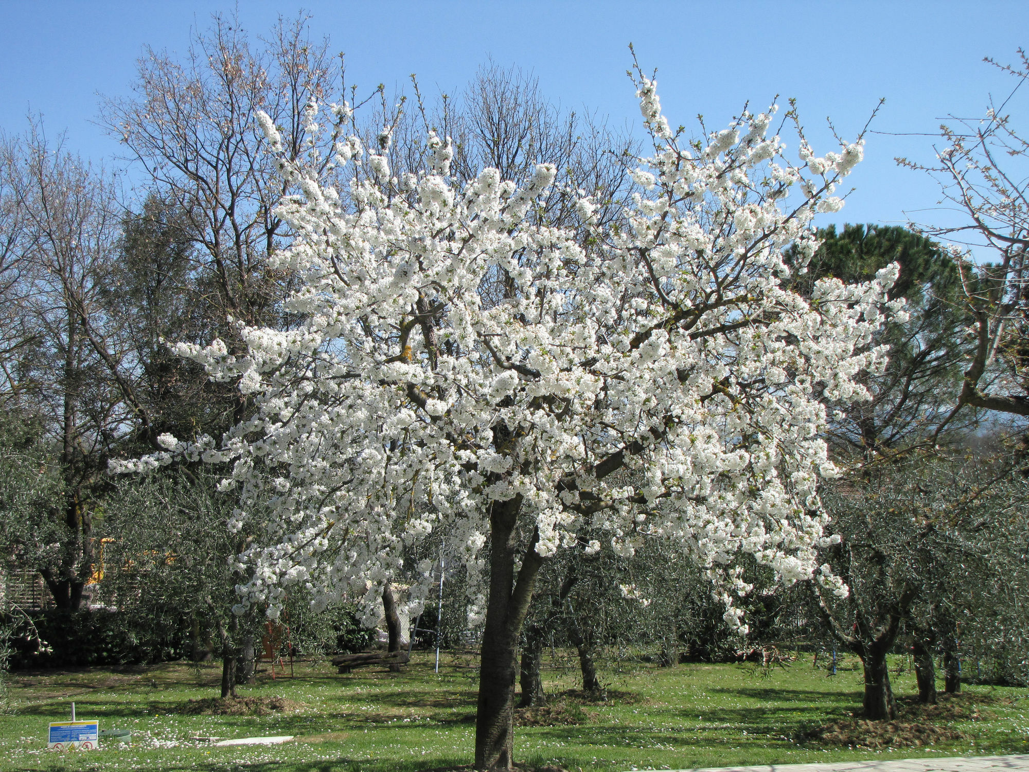 Poggio Delle Rose Tuscany Relais 끼안챠노테르메 외부 사진